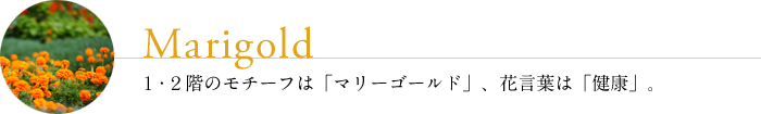 マリーゴールド