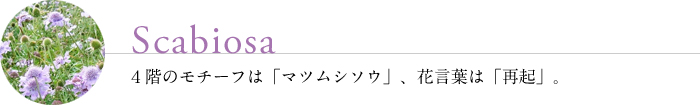 マツムシソウ